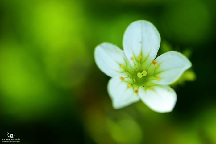 matena moments / Eberswalde