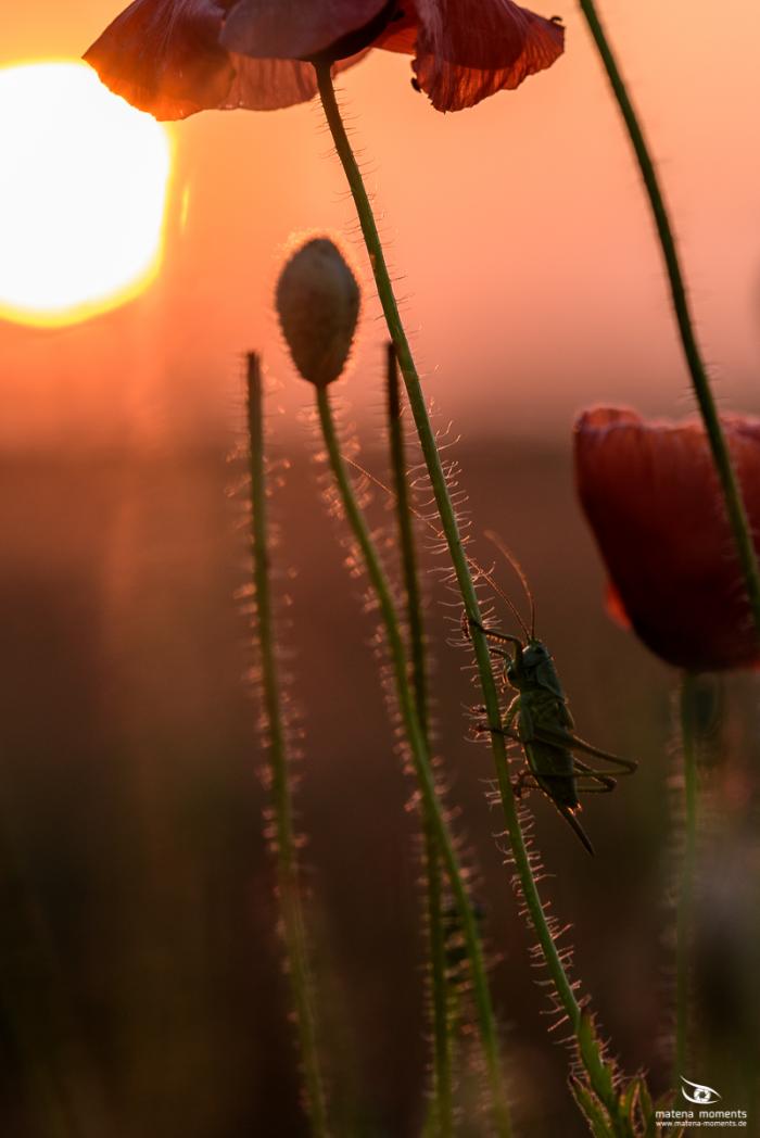 matena moments / Eberswalde