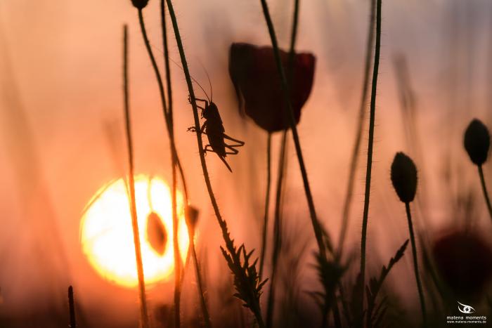 matena moments / Eberswalde