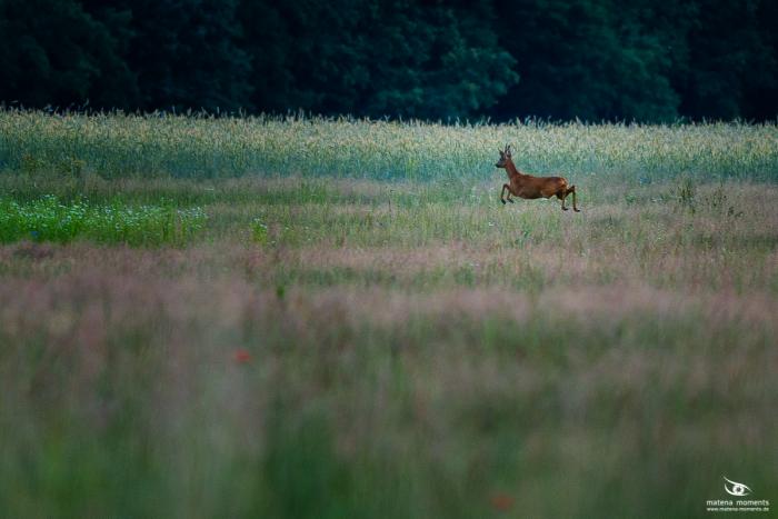 matena moments / Eberswalde